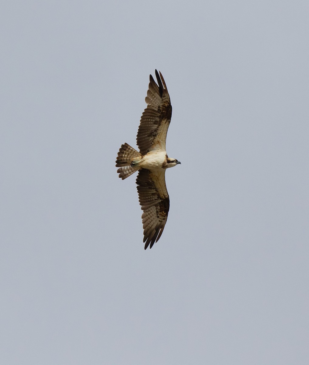 Balbuzard pêcheur - ML183366361