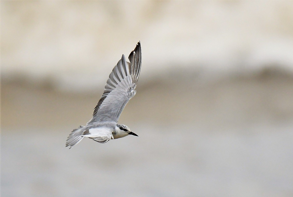 Whiskered Tern - ML183366931