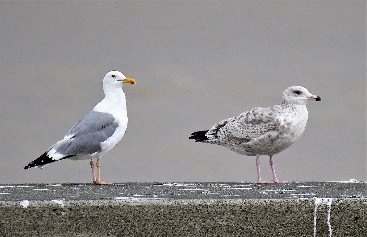 Herring Gull (Mongolian) - ML183367421