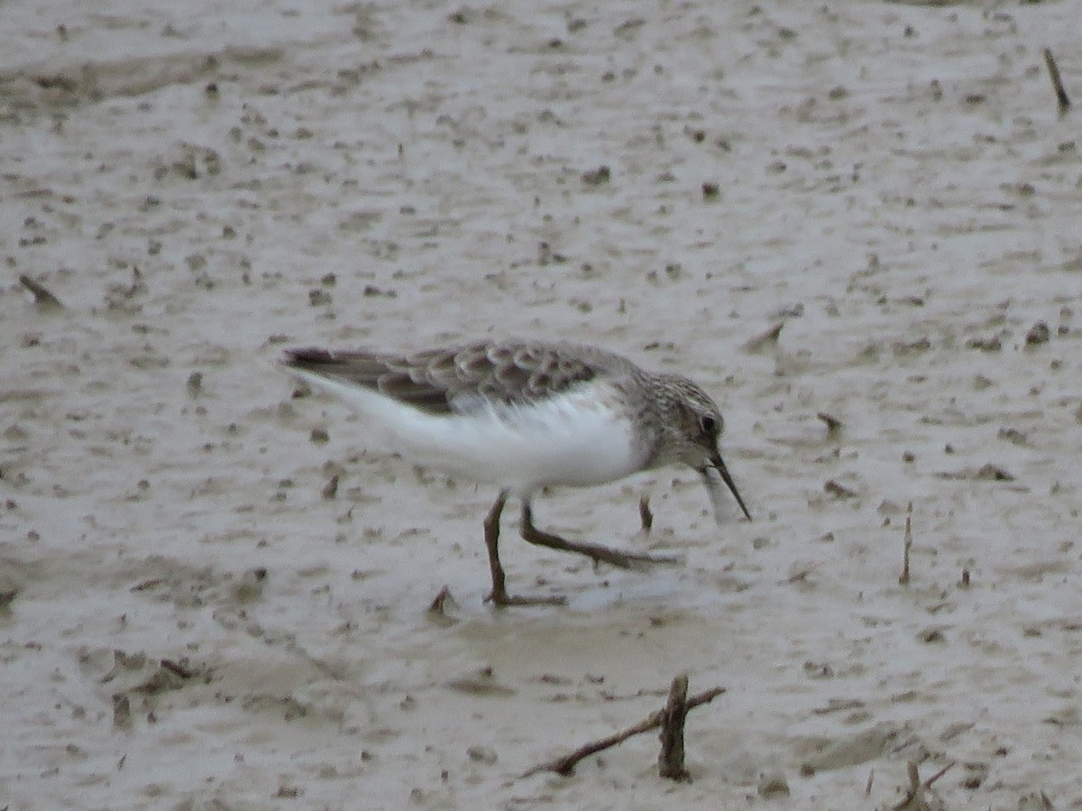 Semipalmated Sandpiper - Ken Graves