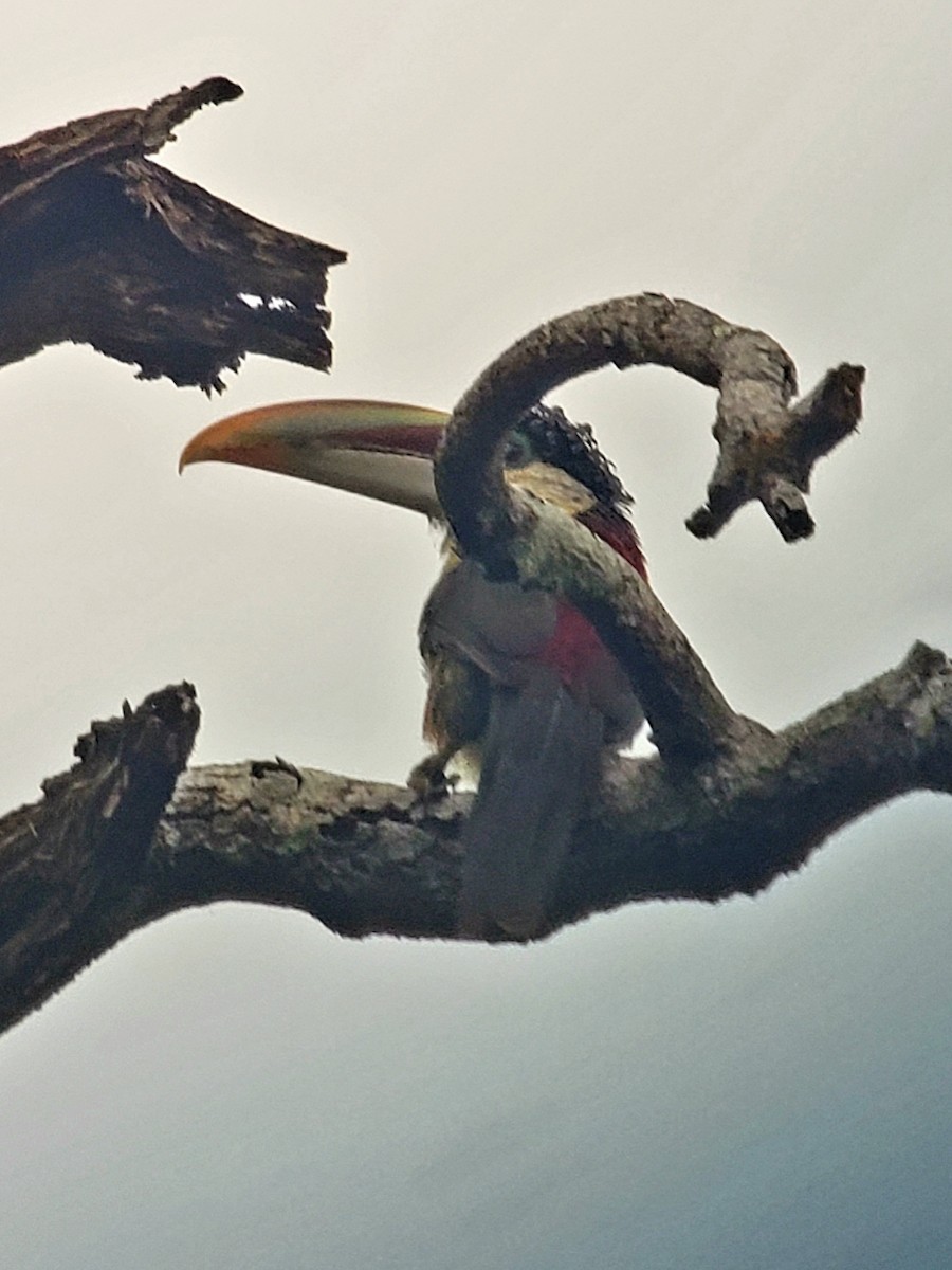 Curl-crested Aracari - Mackenzie Goldthwait