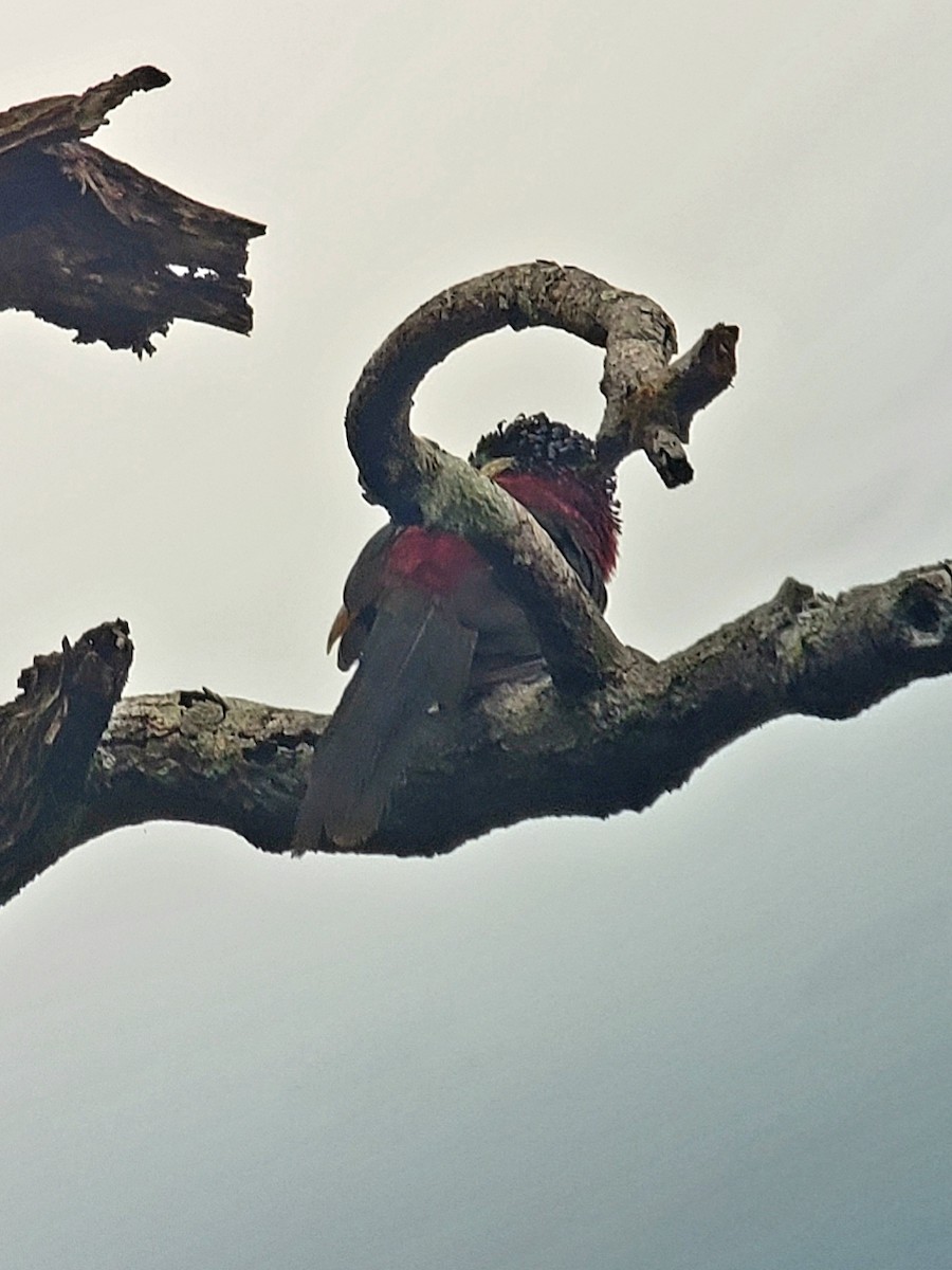 Curl-crested Aracari - Mackenzie Goldthwait