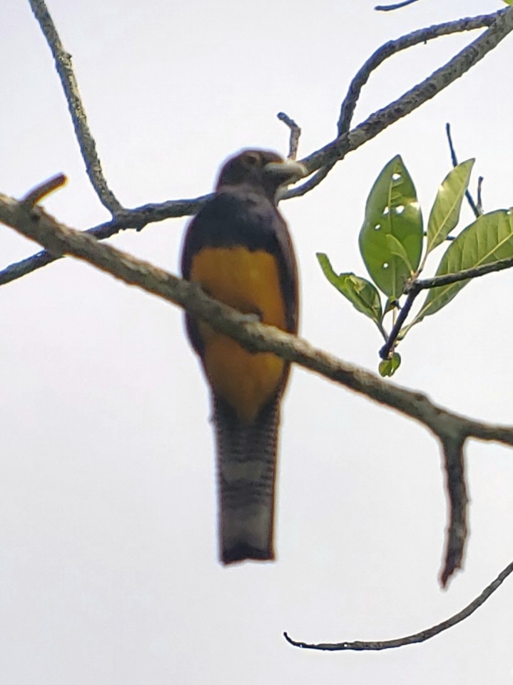 Amazonian Trogon - ML183368361