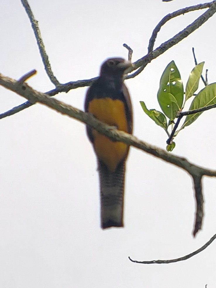 trogon amazonský - ML183368391