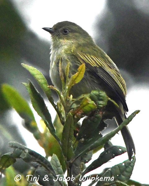 Bolivian Tyrannulet - ML183368411