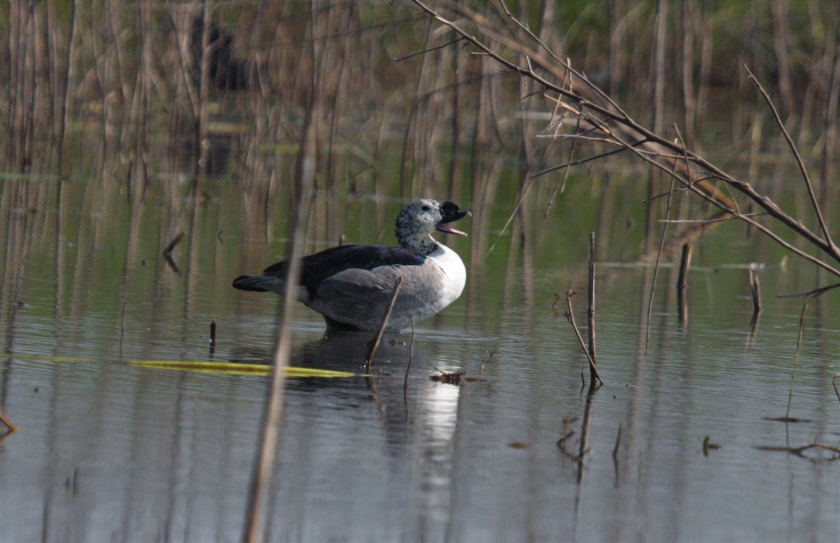 Knob-billed Duck - ML183369681