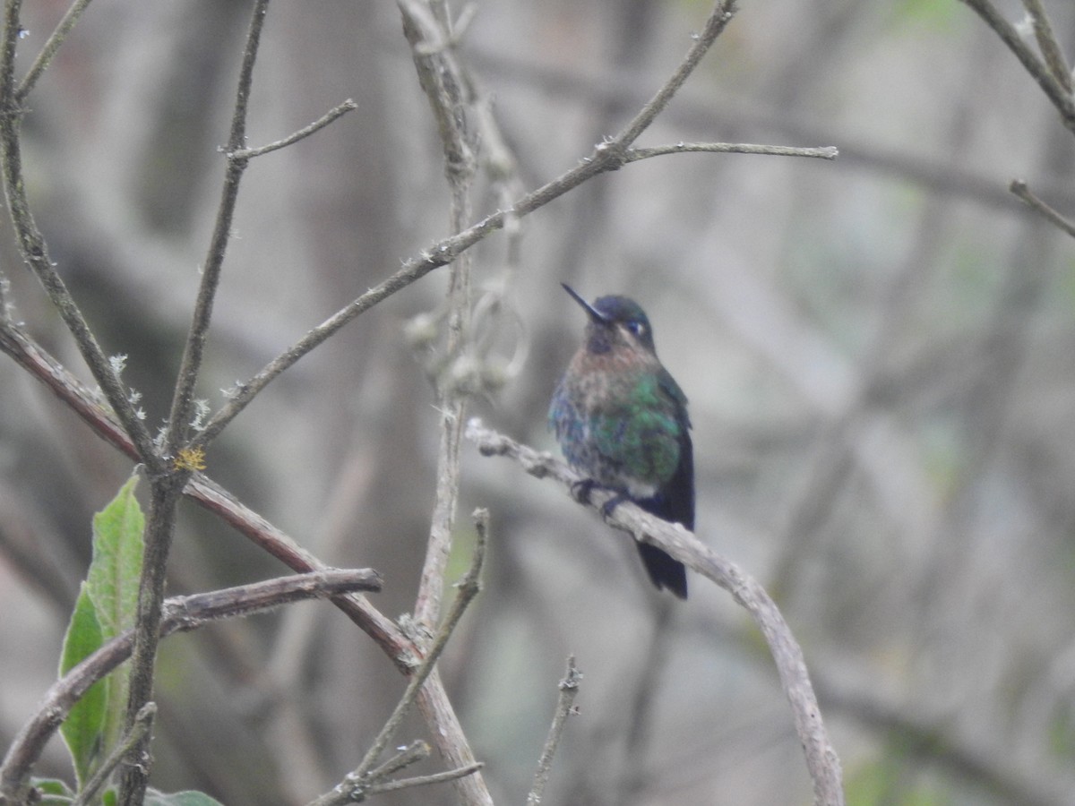 Glowing Puffleg - Sergio Reyes