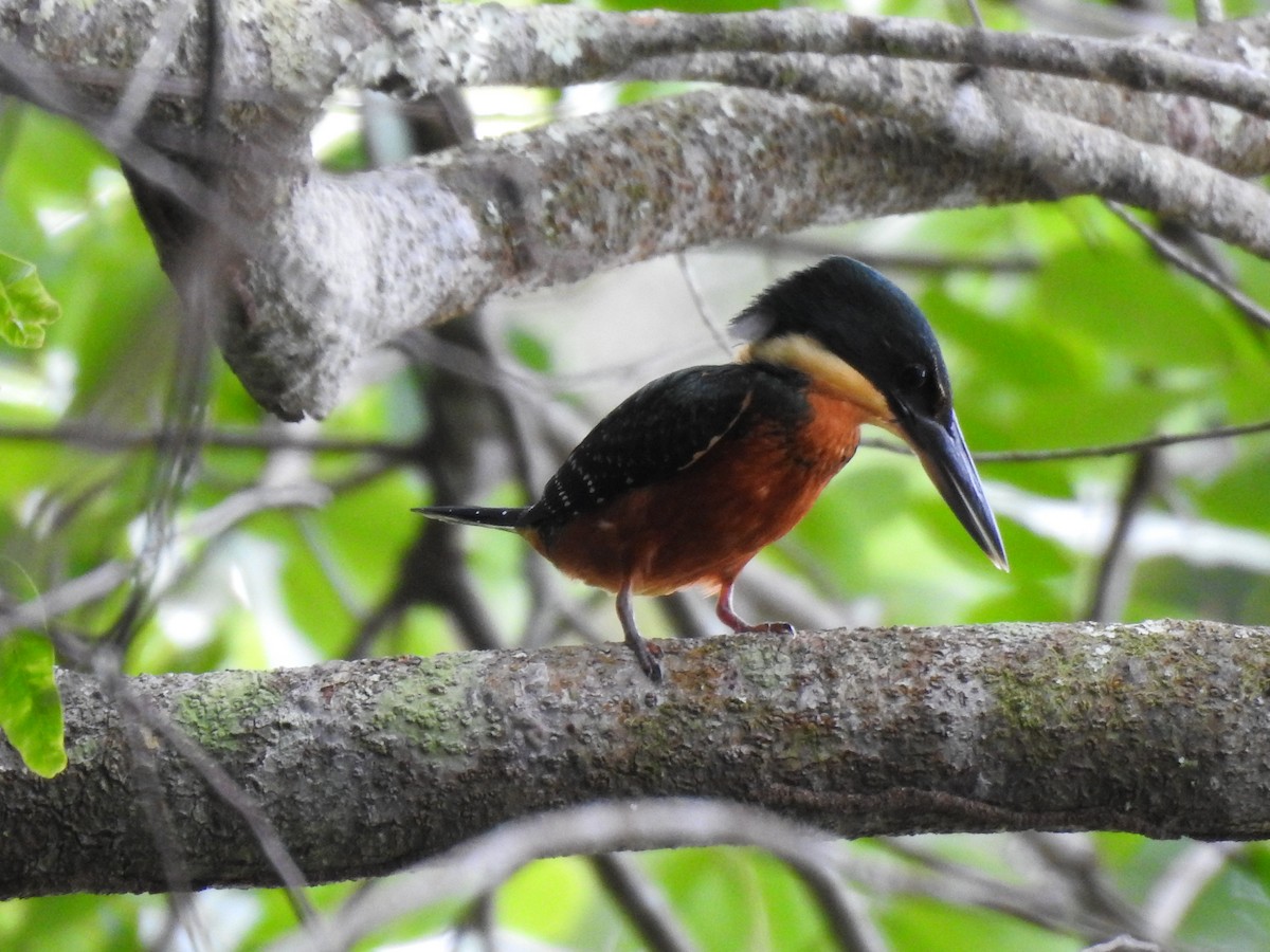 Green-and-rufous Kingfisher - ML183370951