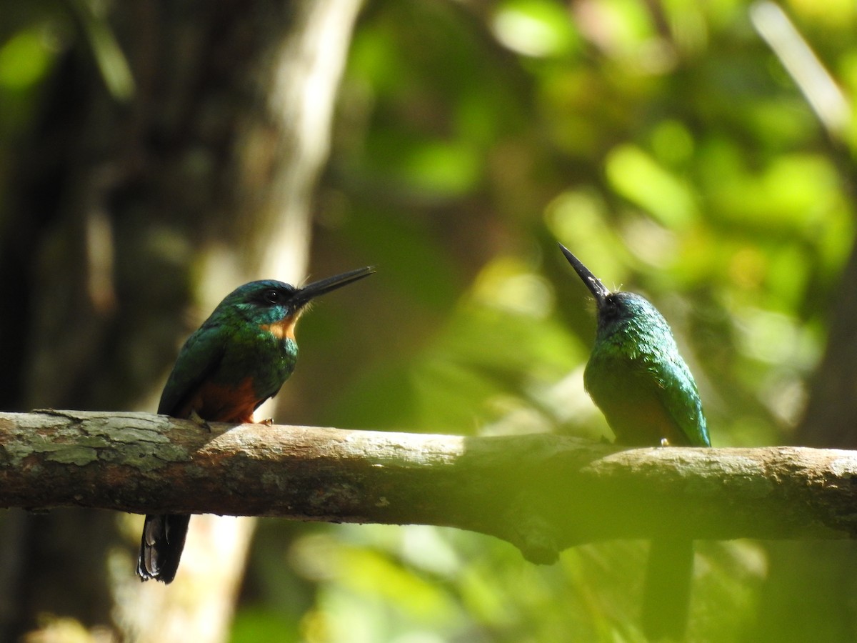 Green-tailed Jacamar - ML183371101