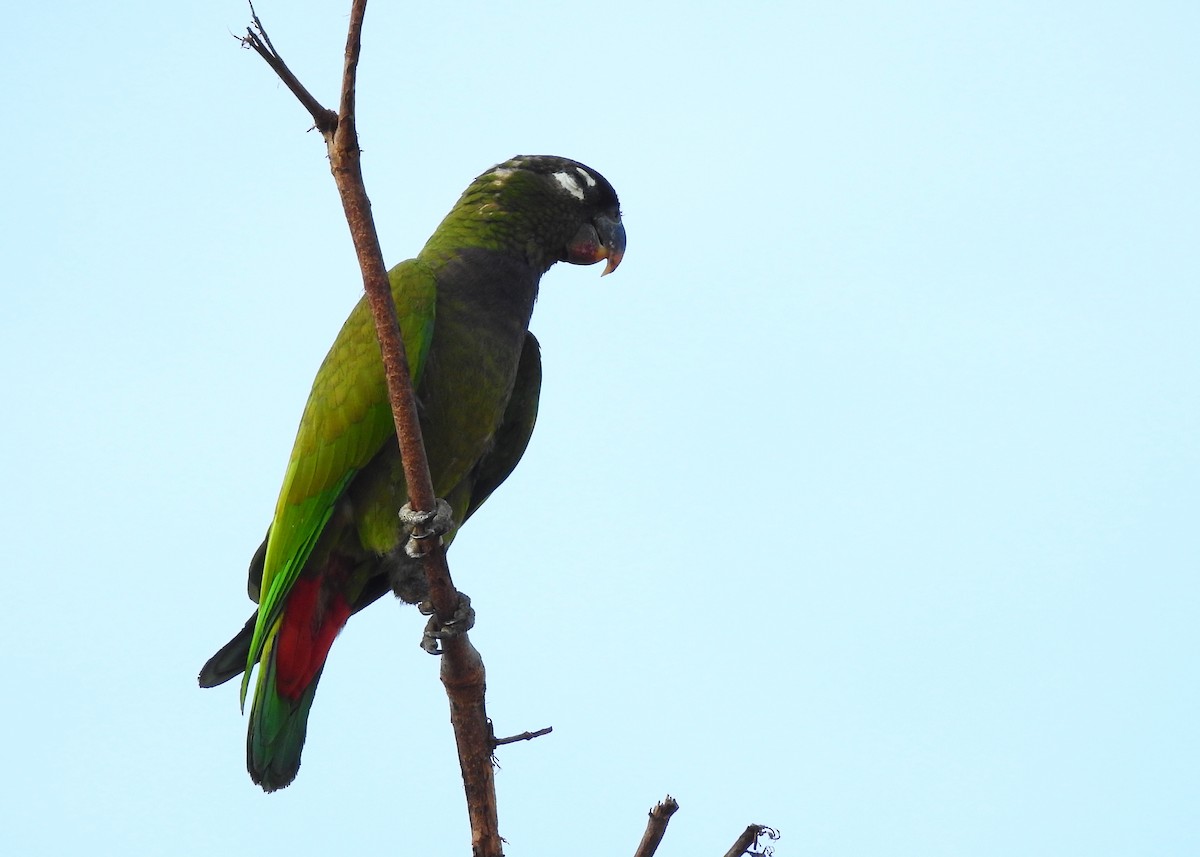 Scaly-headed Parrot - ML183371451