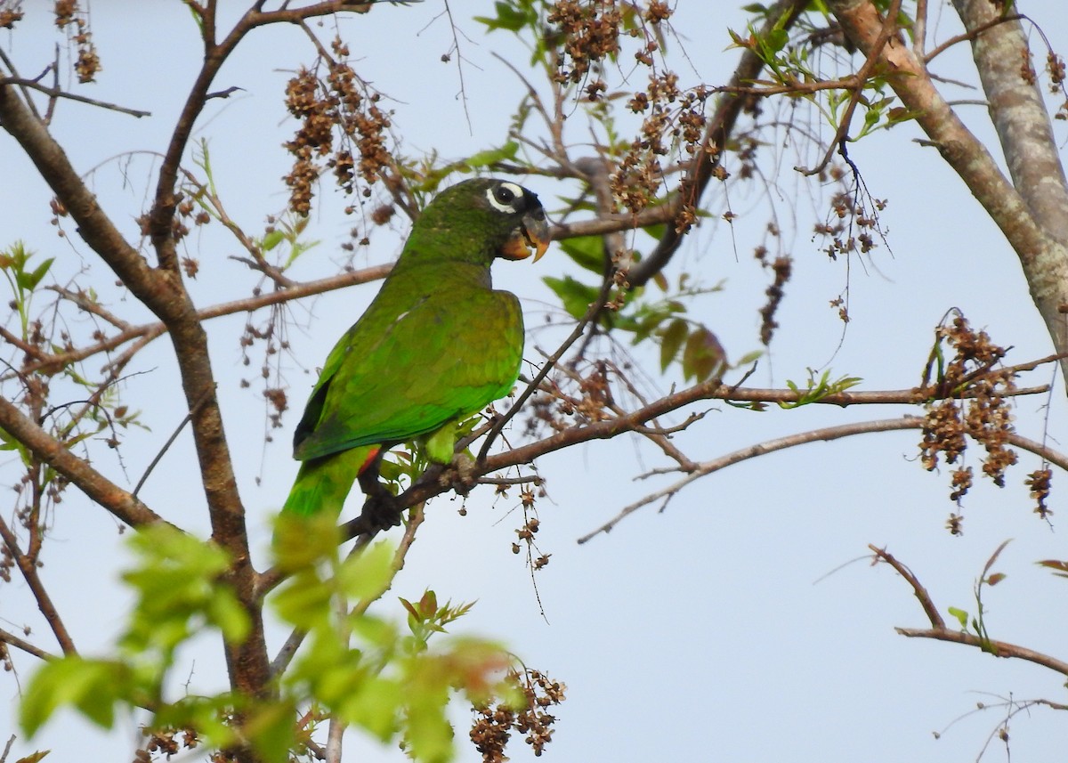 Scaly-headed Parrot - ML183371461