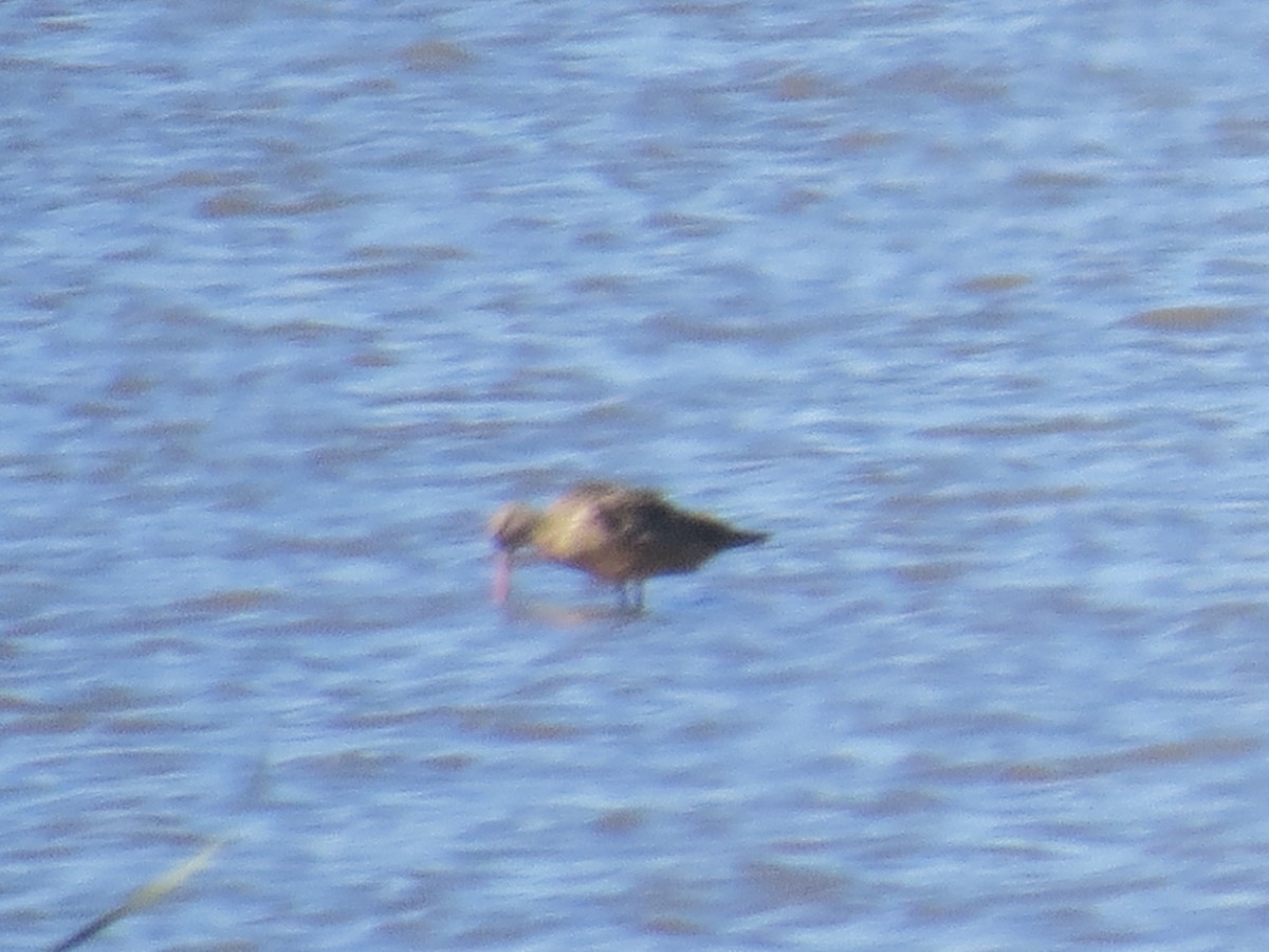 Marbled Godwit - ML183373421