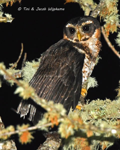 Photos - Band-bellied Owl - Pulsatrix melanota
