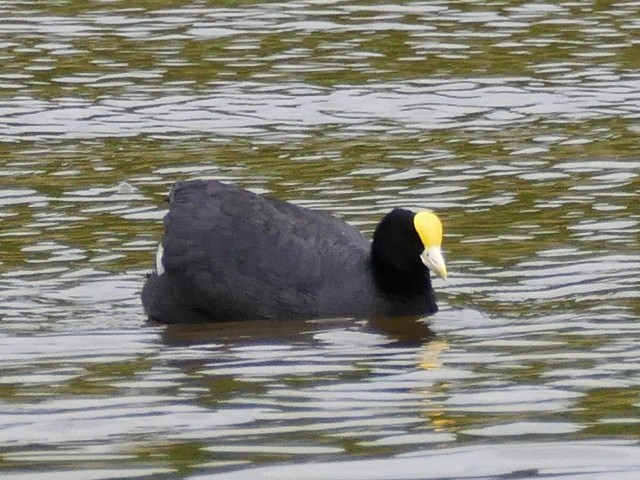 White-winged Coot - ML183374101