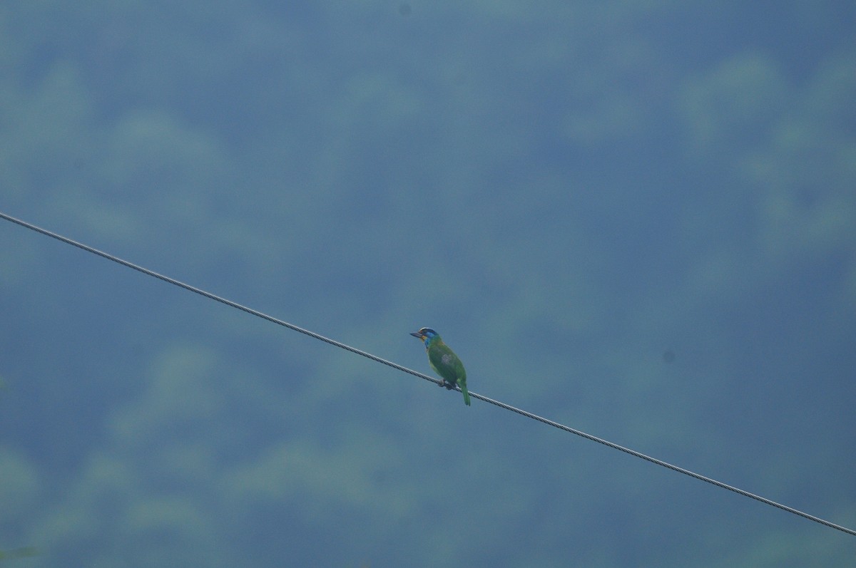 Taiwan Barbet - ML183374131