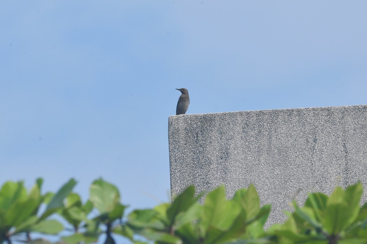 Blue Rock-Thrush - William Tsai