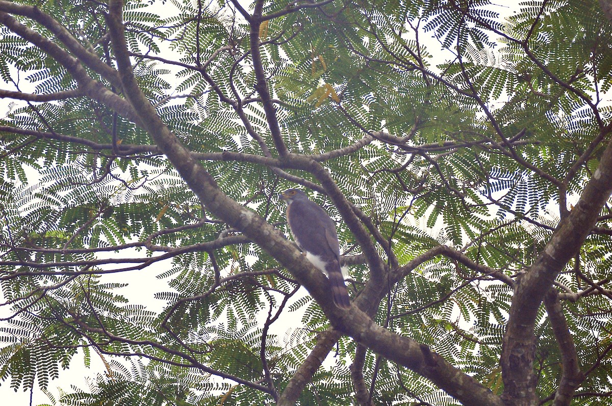 Crested Goshawk - ML183374431