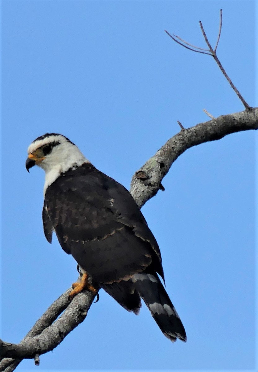 Gray-headed Kite - ML183375031