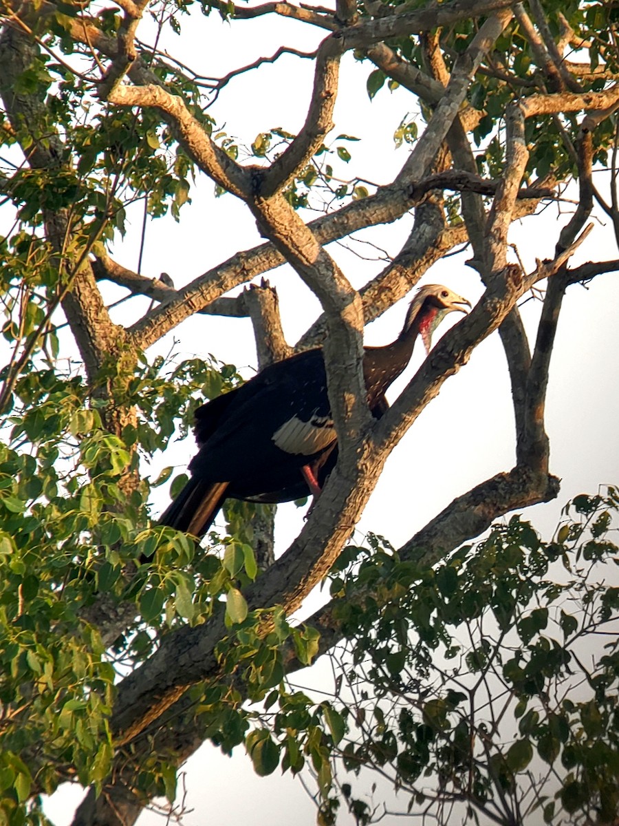 Red-throated Piping-Guan - ML183376031