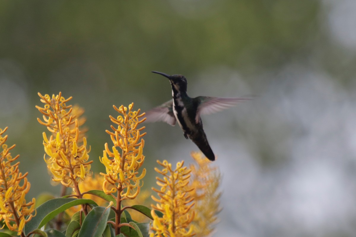 Black-throated Mango - ML183376321