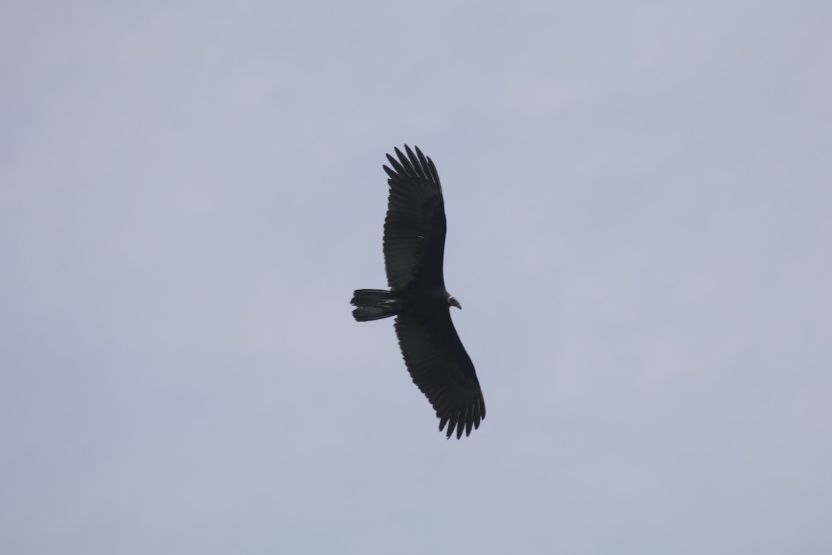 Greater Yellow-headed Vulture - ML183378921