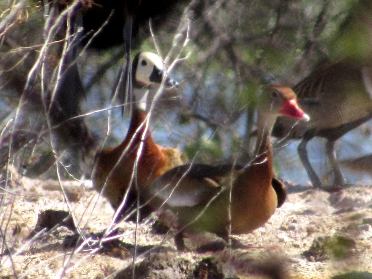 Black-bellied Whistling-Duck - ML183378971