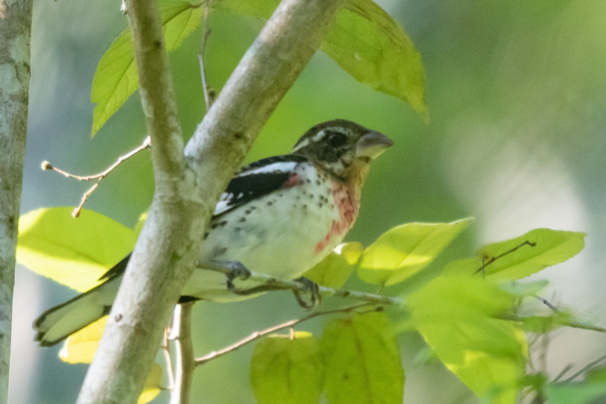Rose-breasted Grosbeak - ML183380531
