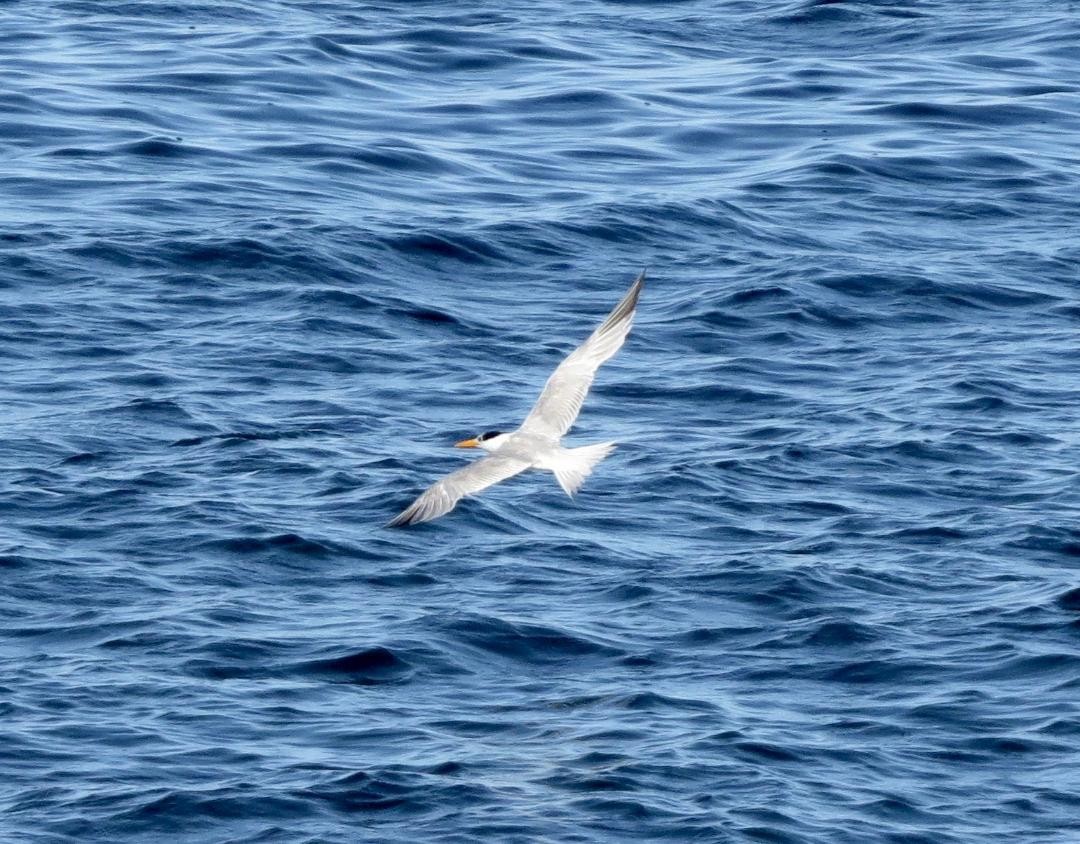 West African Crested Tern - ML183381501