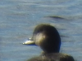 Black Scoter - ML183382811
