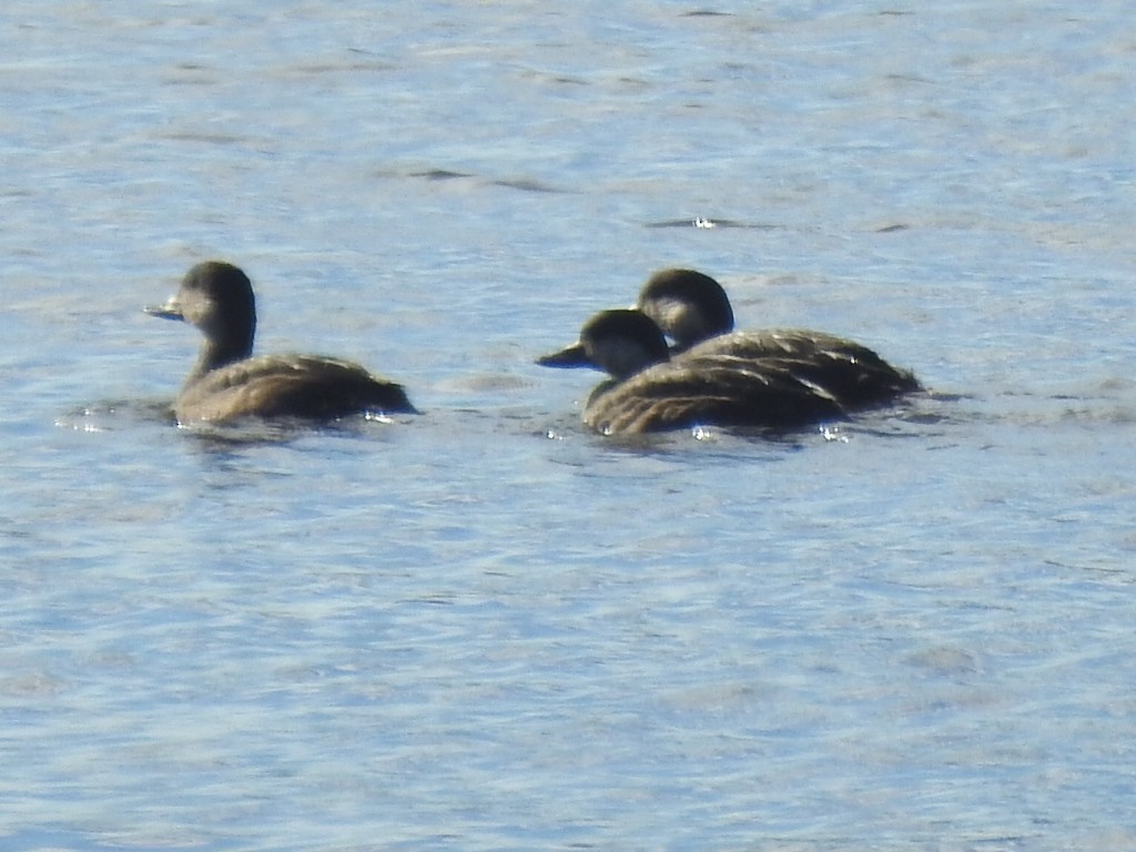 Black Scoter - ML183382821