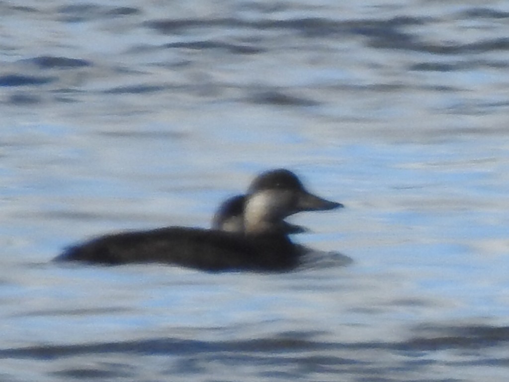 Black Scoter - ML183382871