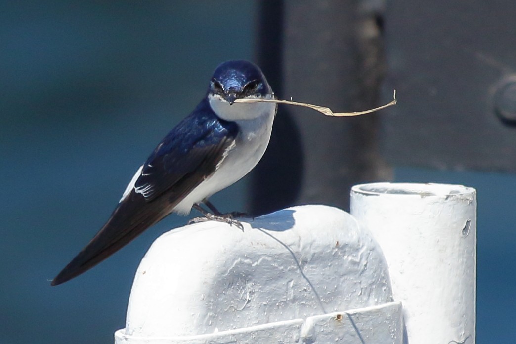 Chilean Swallow - ML183383341