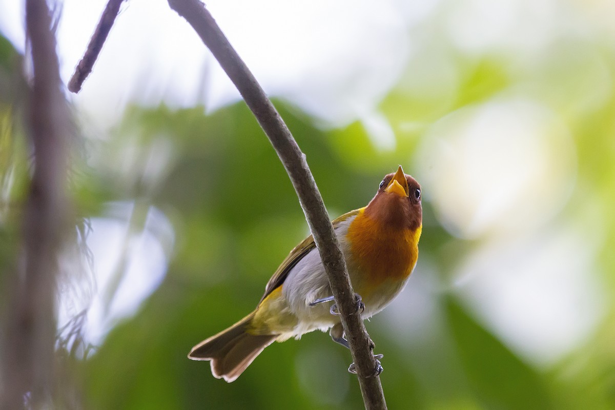 Rufous-headed Tanager - Gabriel Bonfa