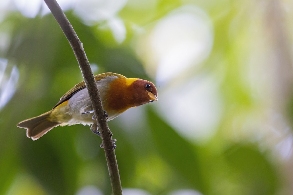 Rufous-headed Tanager - Gabriel Bonfa