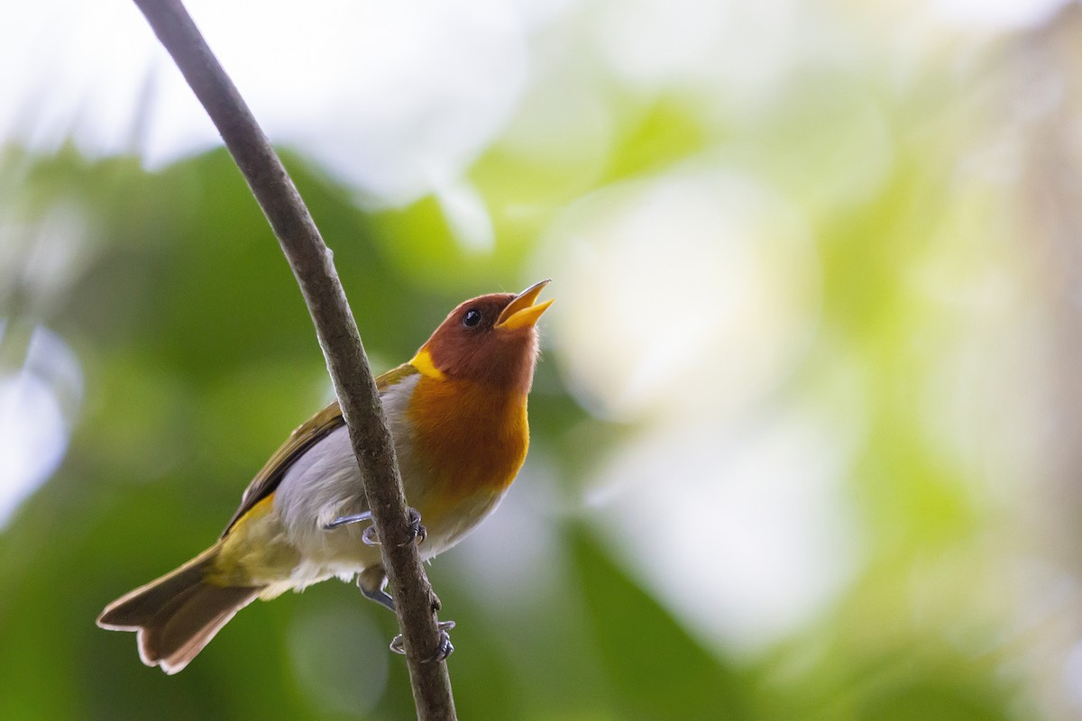 Rufous-headed Tanager - Gabriel Bonfa