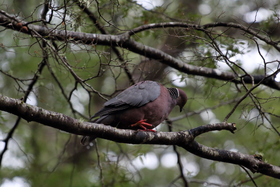 Chilean Pigeon - ML183385441