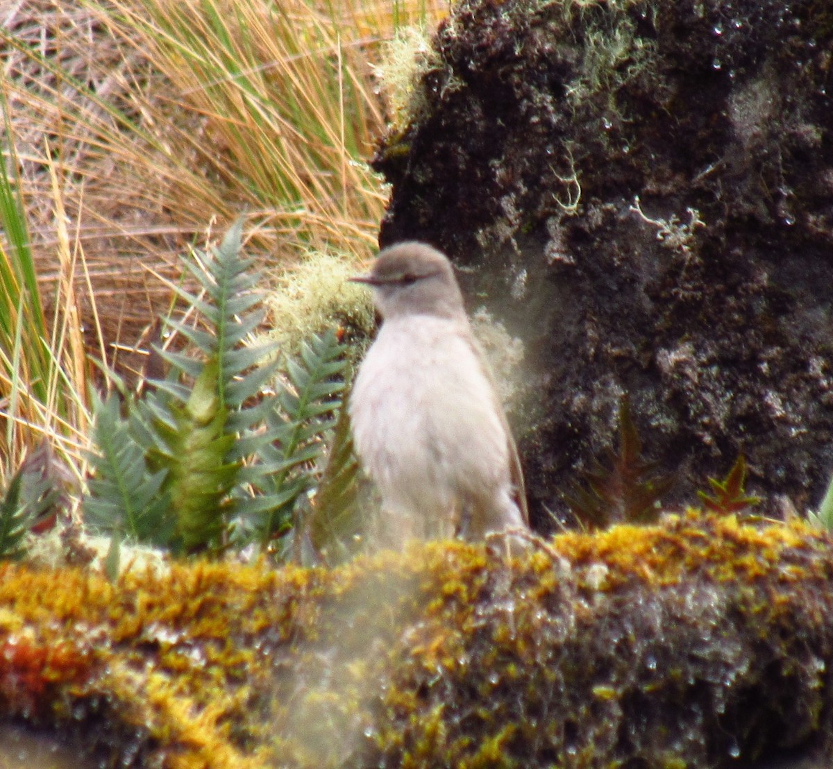 Cinereous Ground-Tyrant - ML183385531