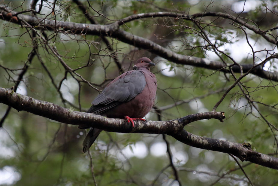 Pigeon du Chili - ML183385591