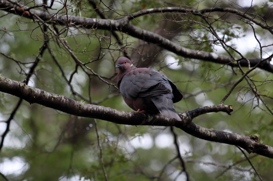 Pigeon du Chili - ML183385671