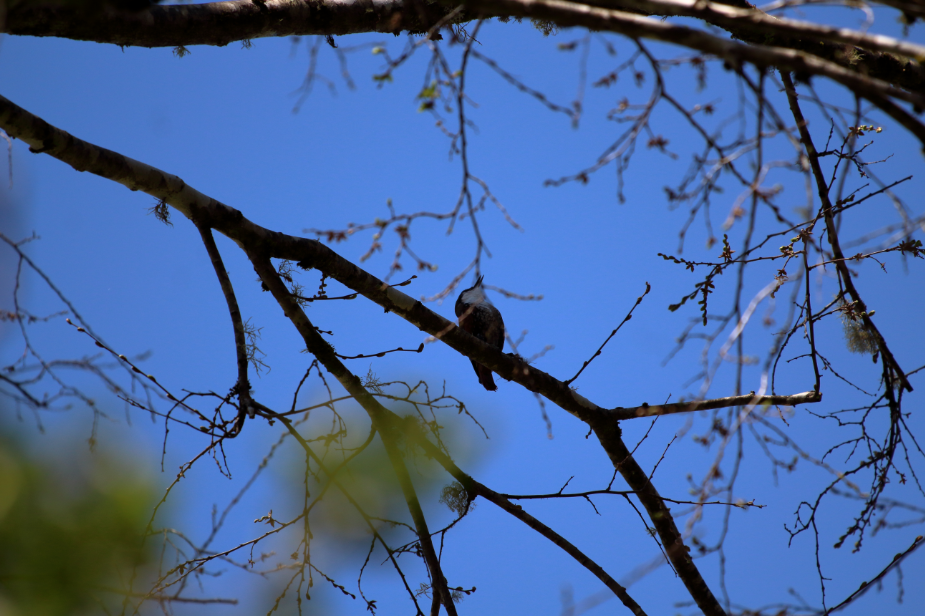 White-throated Treerunner - ML183386421