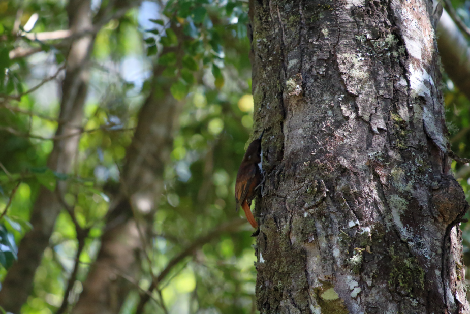 White-throated Treerunner - ML183386431