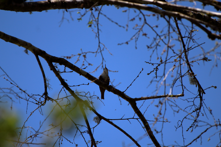 White-throated Treerunner - ML183386441