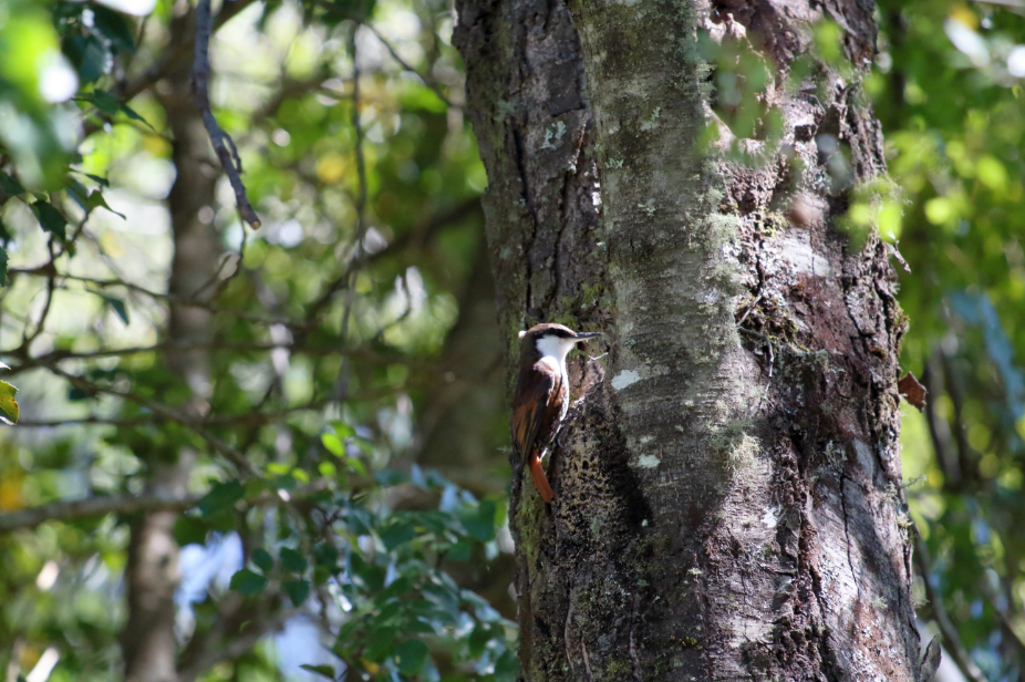 White-throated Treerunner - ML183386451