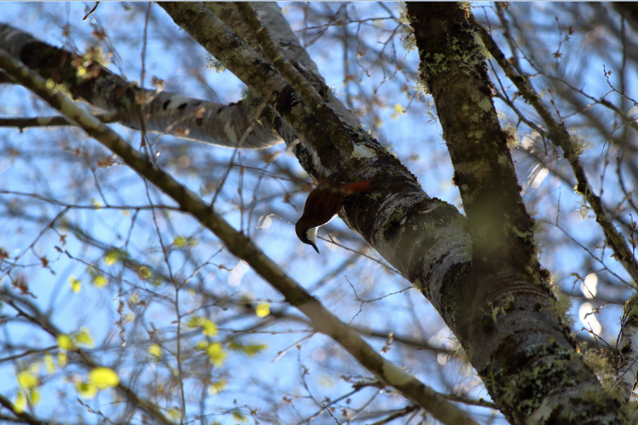 White-throated Treerunner - ML183386461