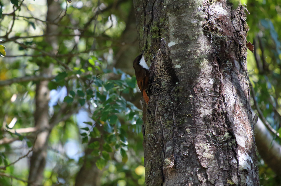 White-throated Treerunner - ML183386471