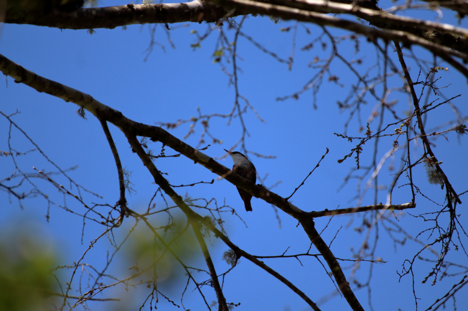 White-throated Treerunner - ML183386481