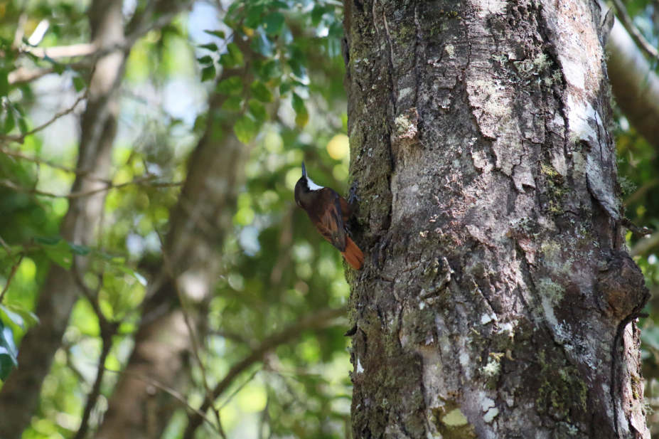 White-throated Treerunner - ML183386491