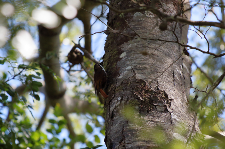 White-throated Treerunner - ML183386501