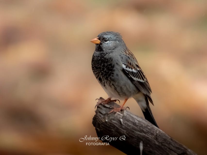 Mourning Sierra Finch - ML183387061