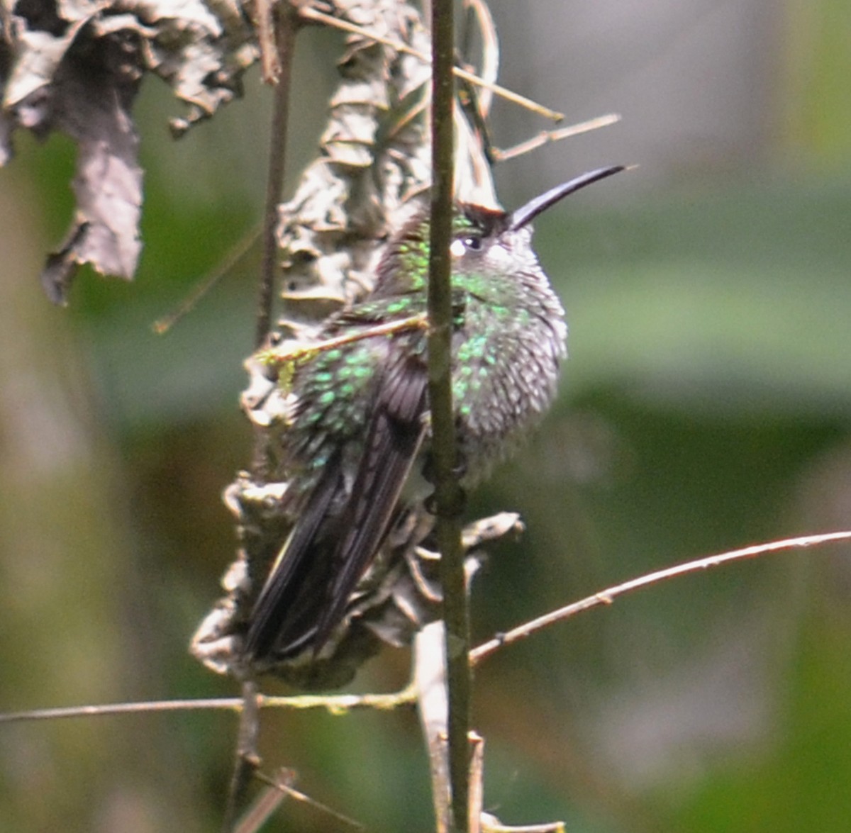 Violet-chested Hummingbird - ML183387481